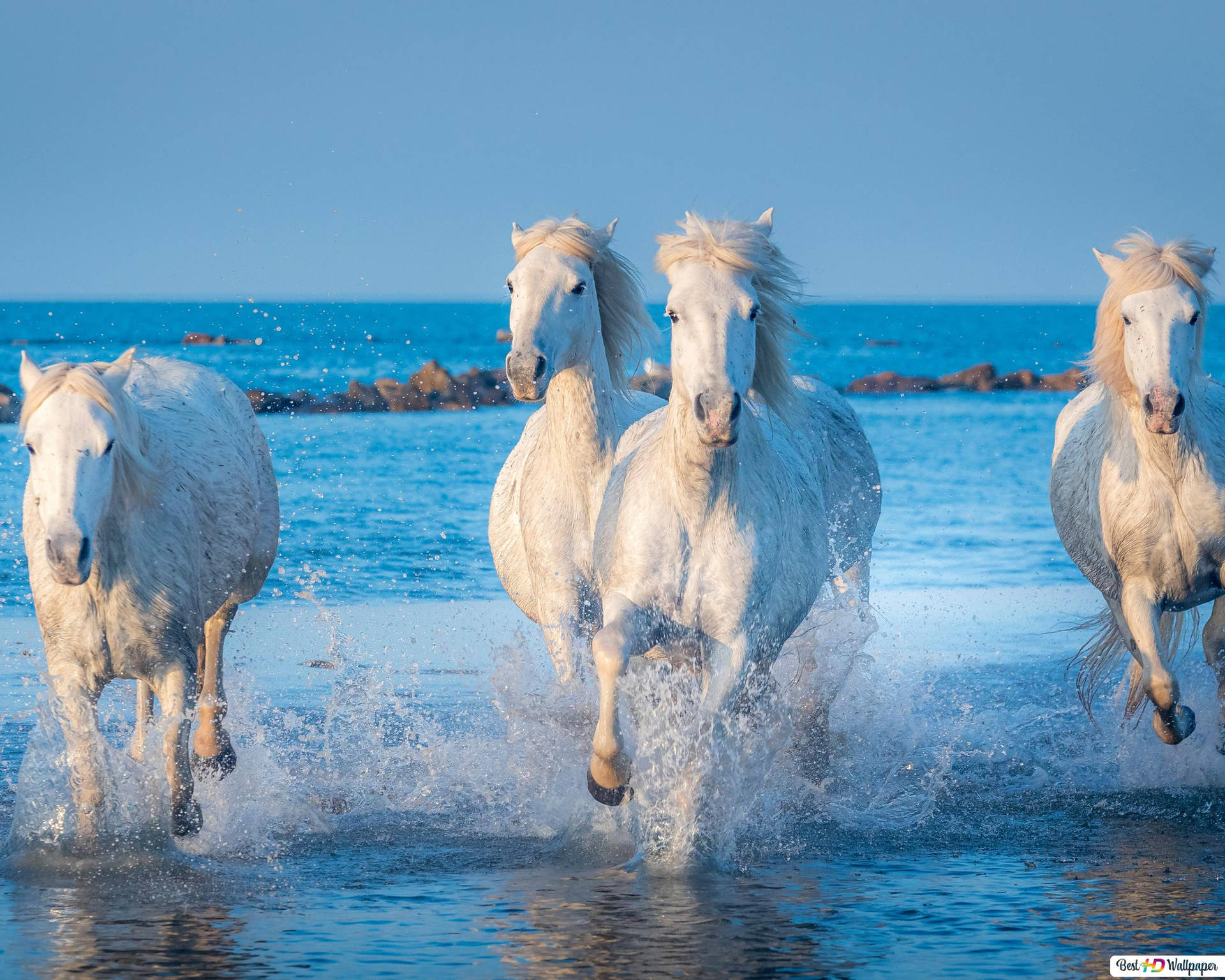 Running White Horses On Water Background