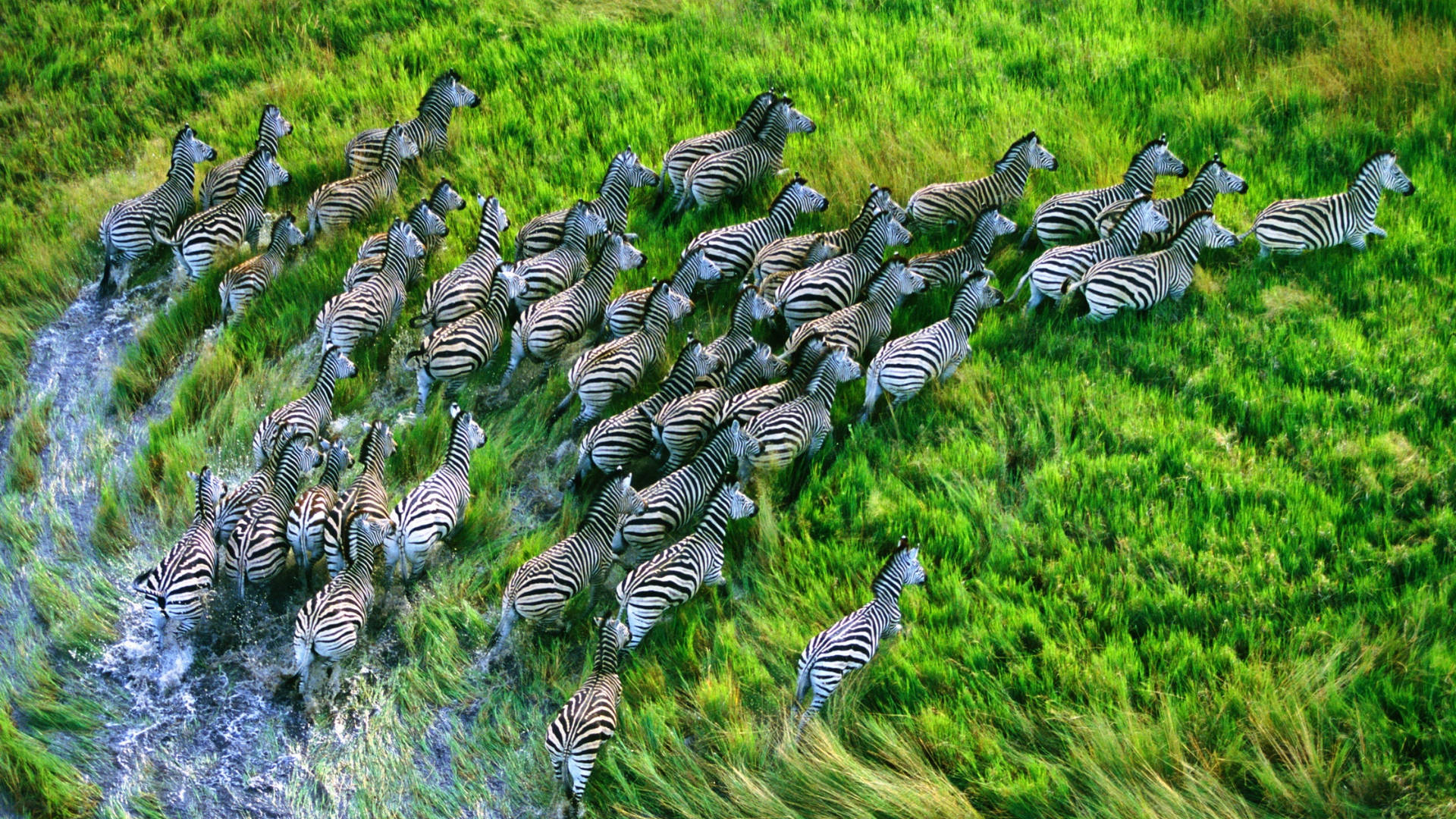 Running Zebra Aerial Angle Shot Background