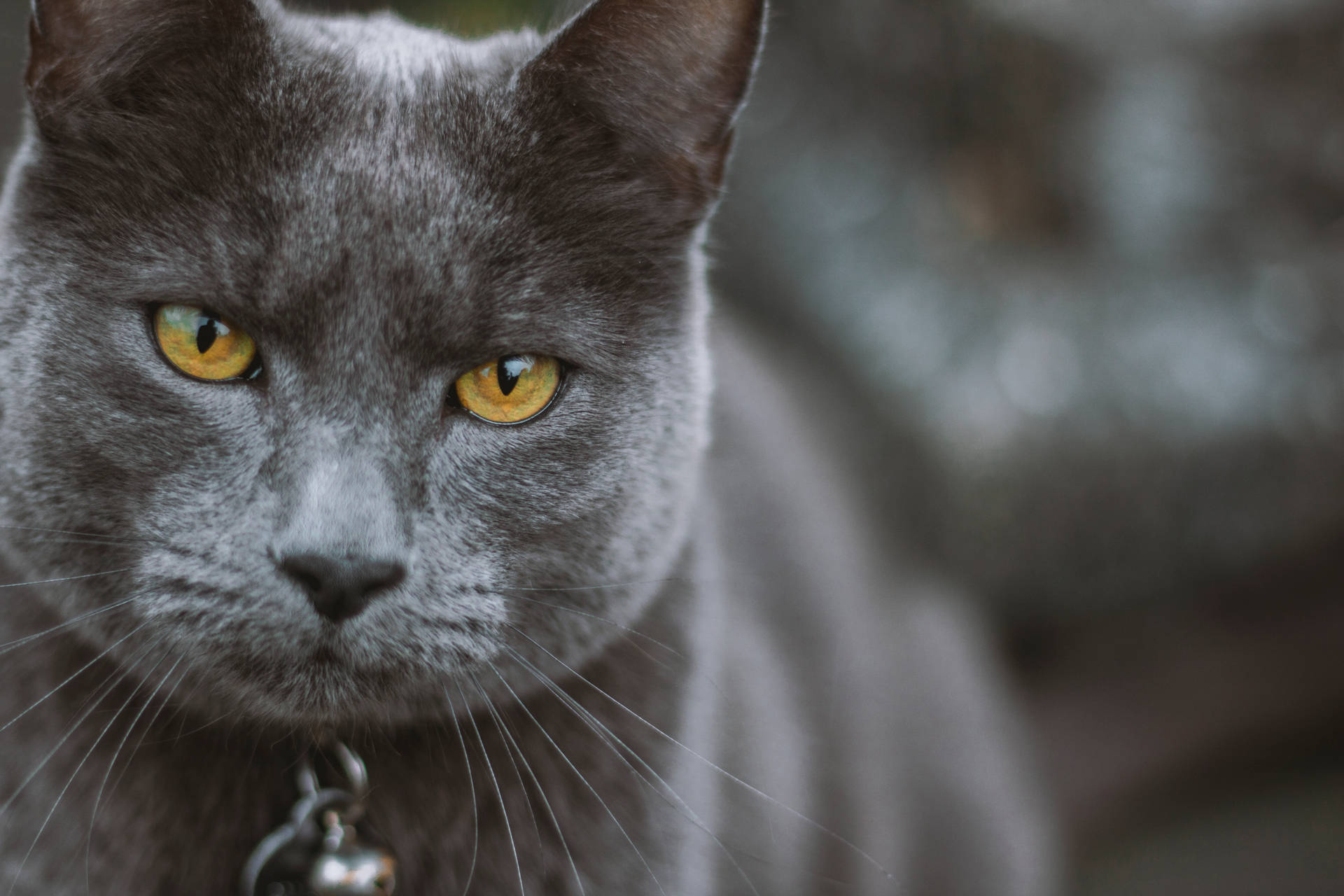 Russian Blue Cat Awesome Animal