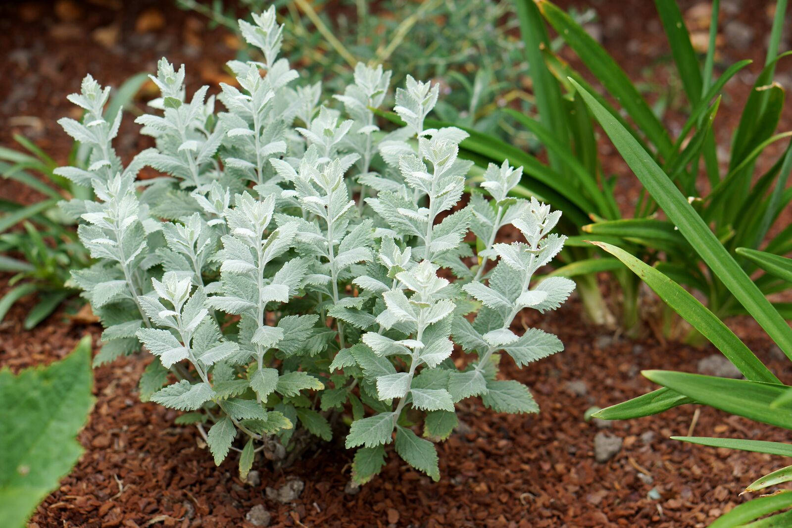 Russian Sage Plant