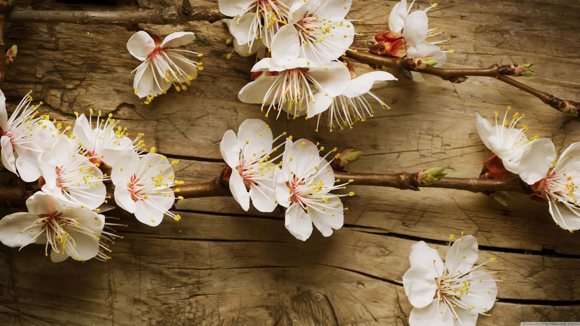 Rustic Blossoms [wallpaper] Background