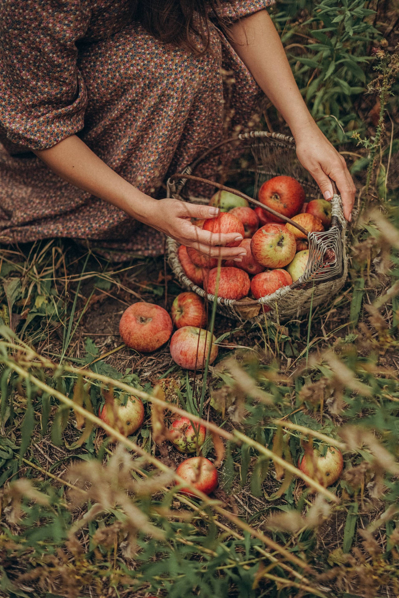 Rustic Fall Apples In Basket Background