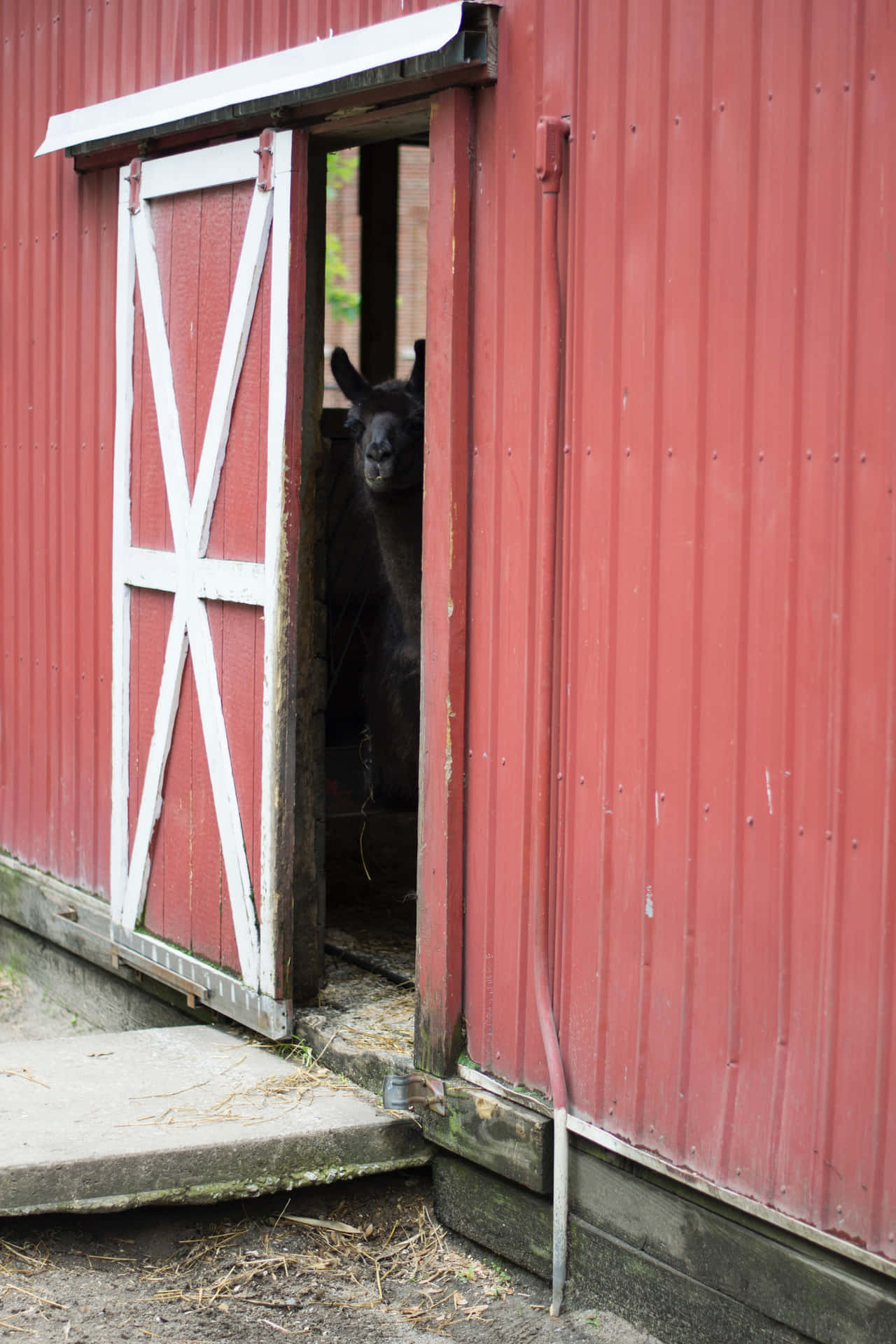 Rustic Open Barn Door Background