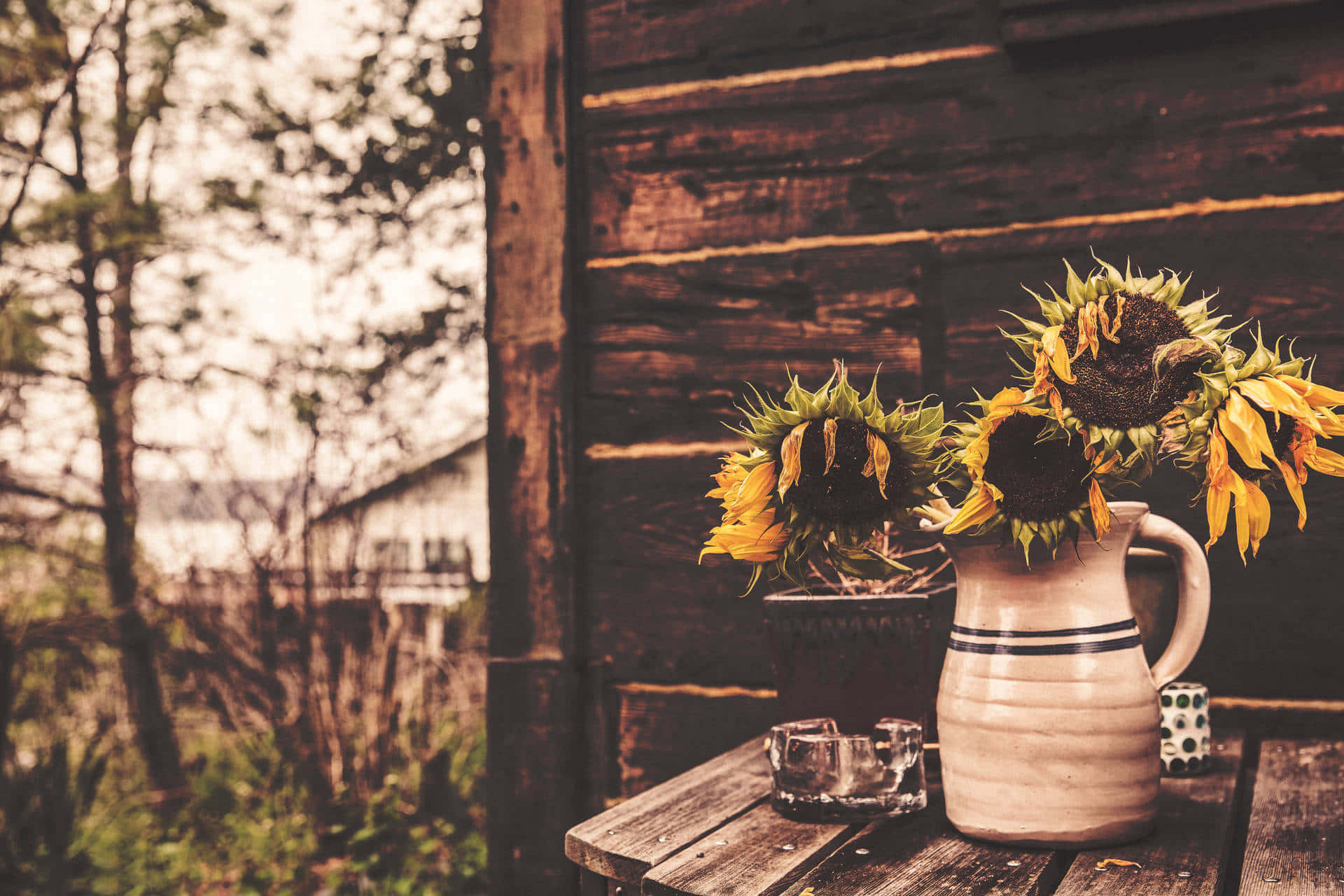 Rustic Sunflower Still Life Background