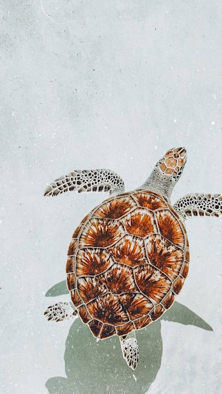 Rusty Brown Cute Turtle Background