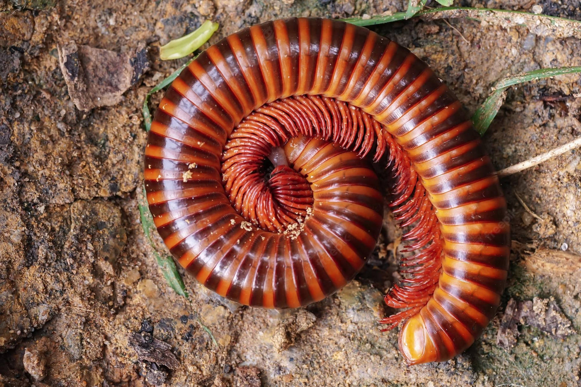 Rusty Millipede Curled Up On The Ground