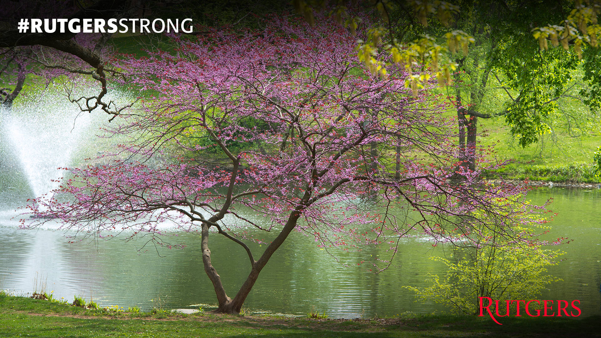 Rutgers Eastern Redbud Tree Background