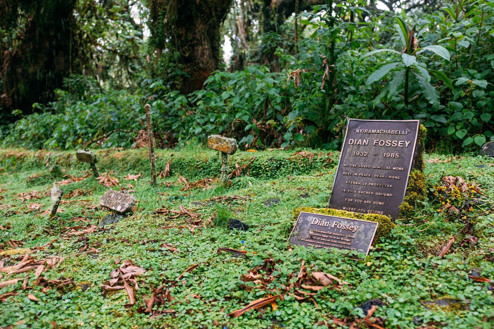 Rwanda Dian Fossey Grave Background