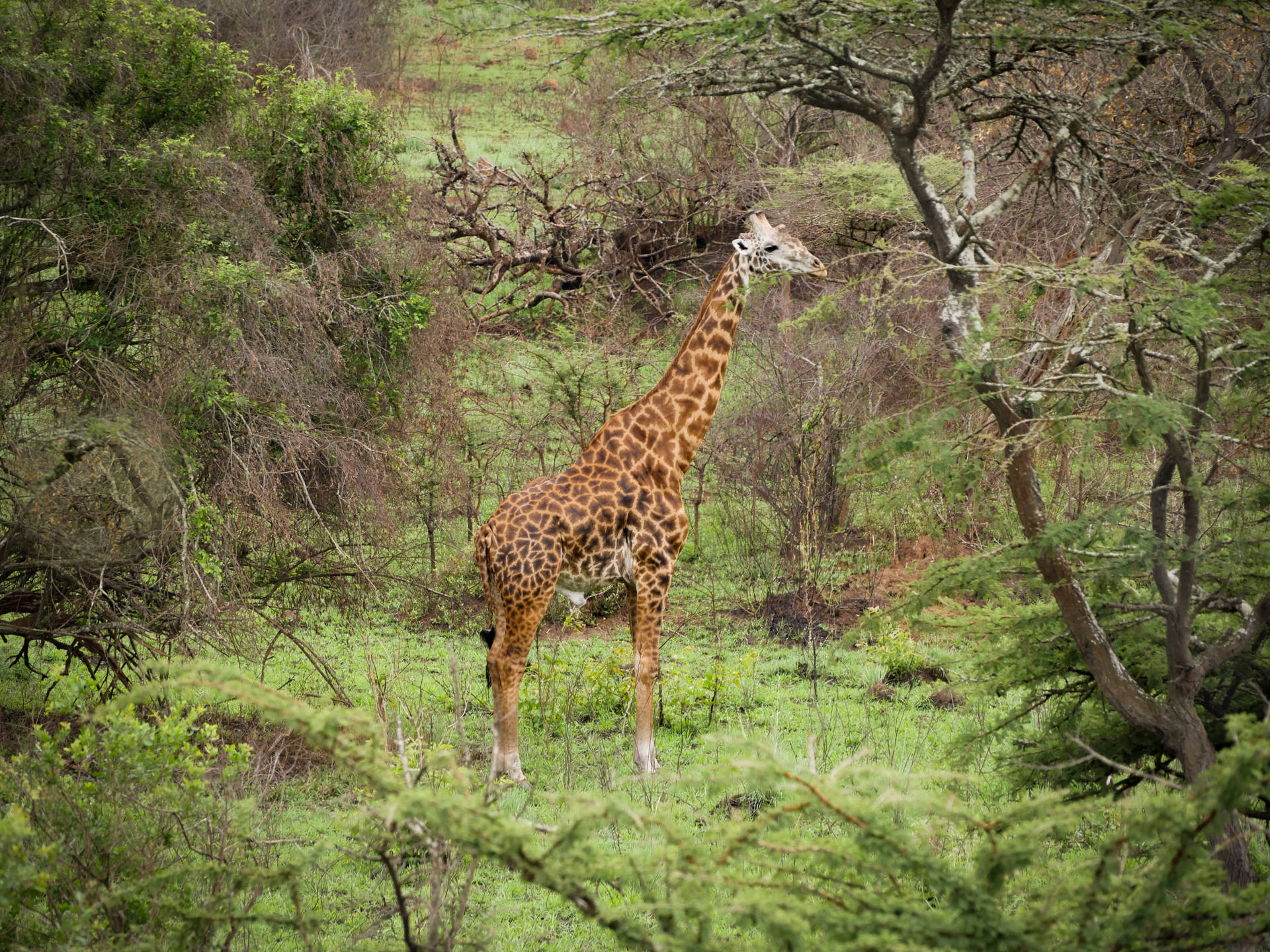 Rwanda Giraffe In Forest Background
