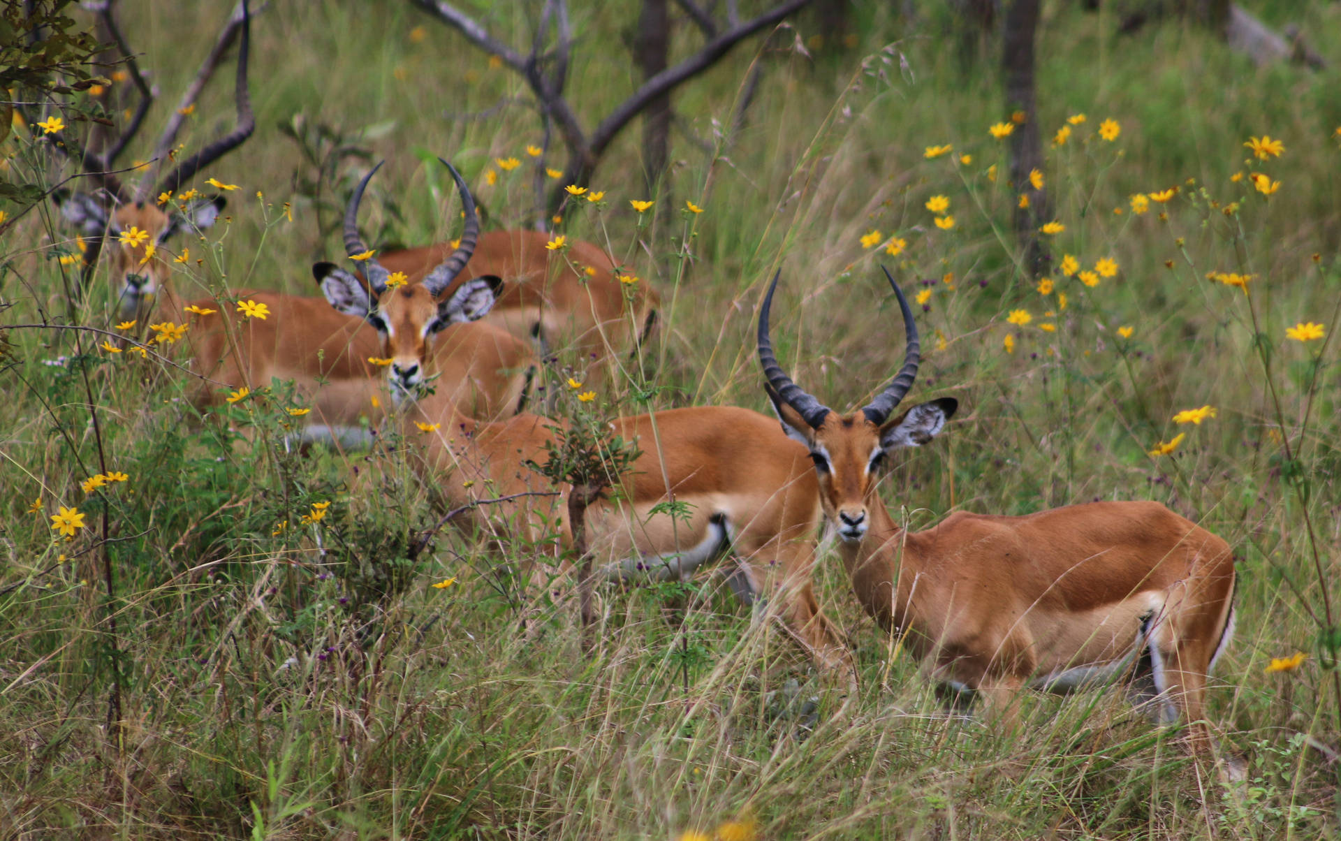 Rwanda Wild Deer Background