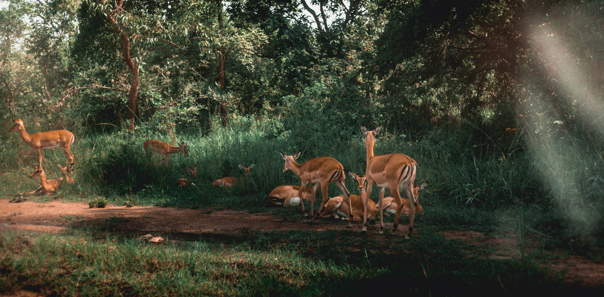 Rwanda Wildlife In Forest Background