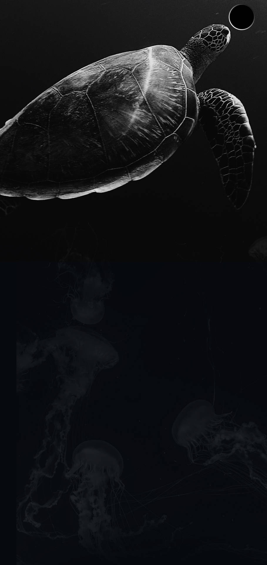 S10+ Dark Turtle