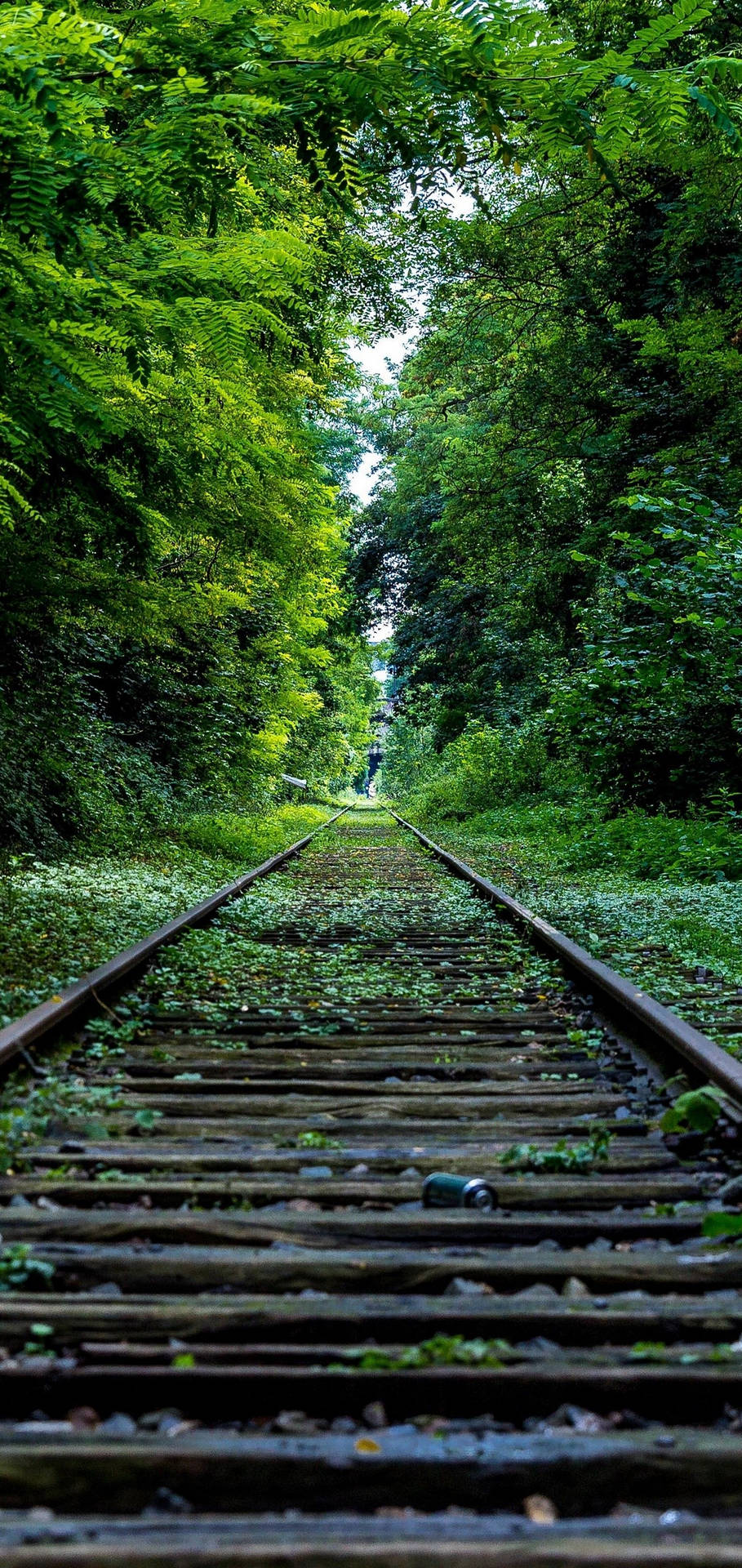 S10 Railroad Green Trees Background