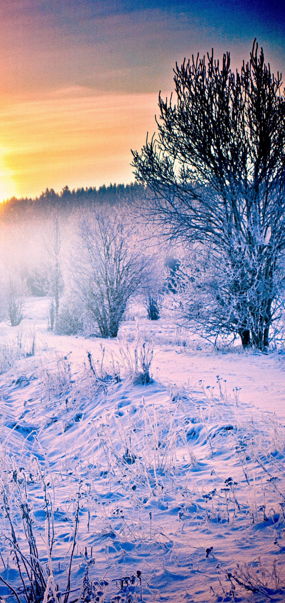 S10 Snow Forest Sunrise
