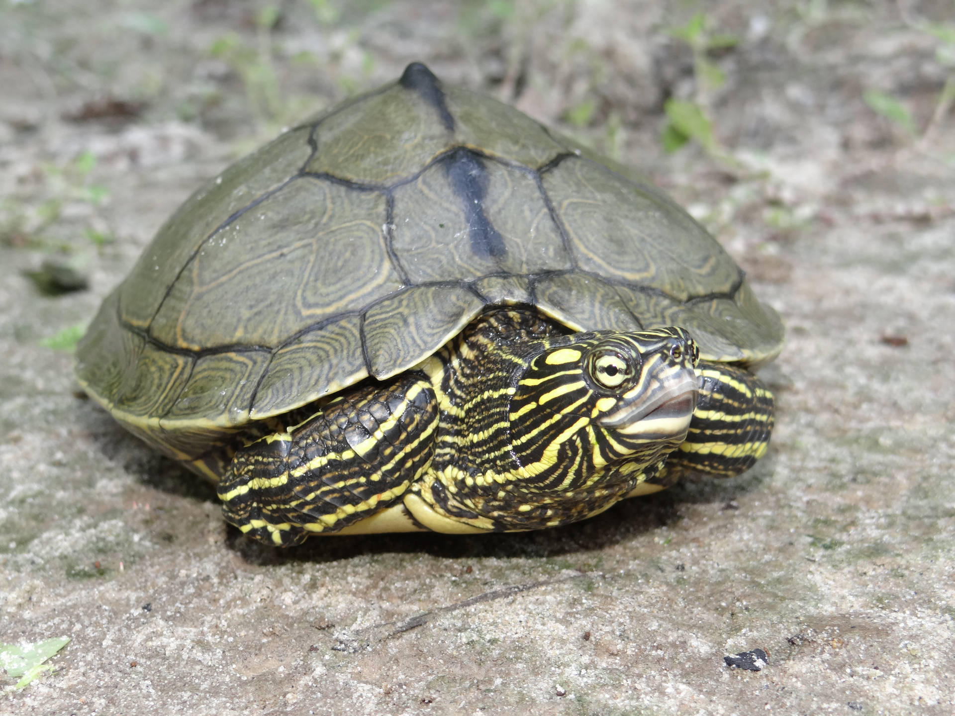 Sabine Map Turtle In Louisiana