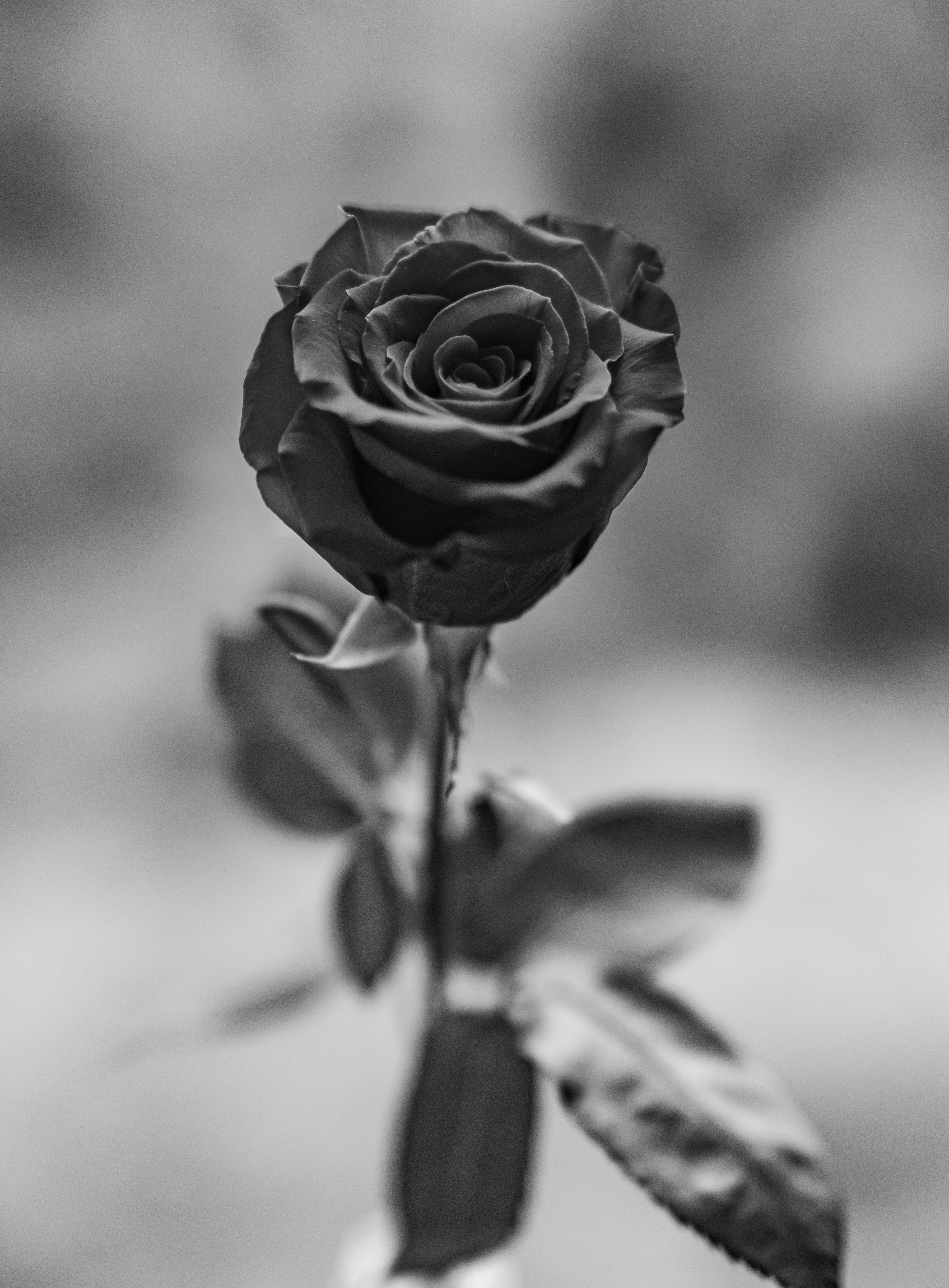 Sable Flower Black Rose Iphone Background