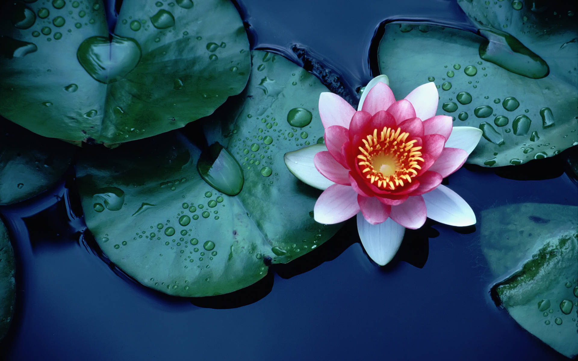 Sacred Lotus And Raindrops Background