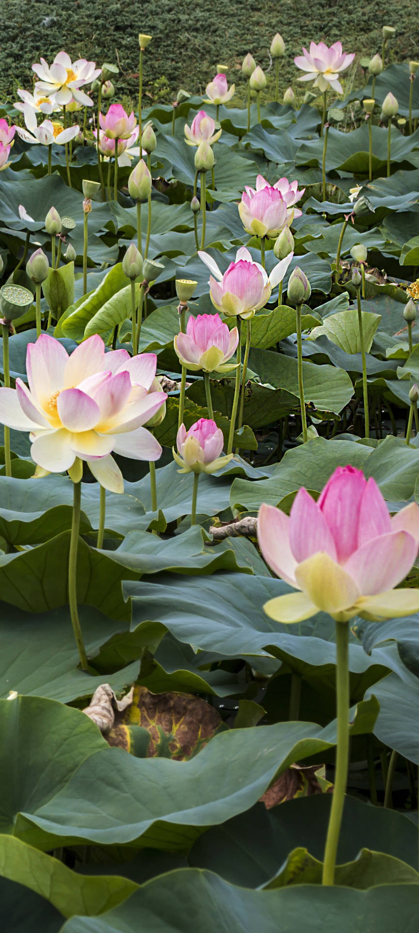 Sacred Lotus Flower Field