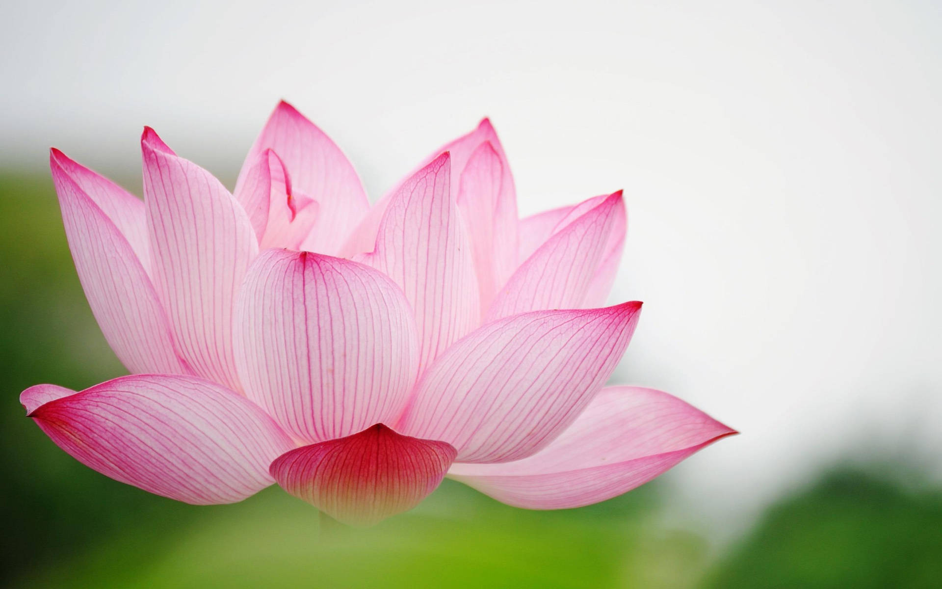 Sacred Lotus In Baby Pink Background