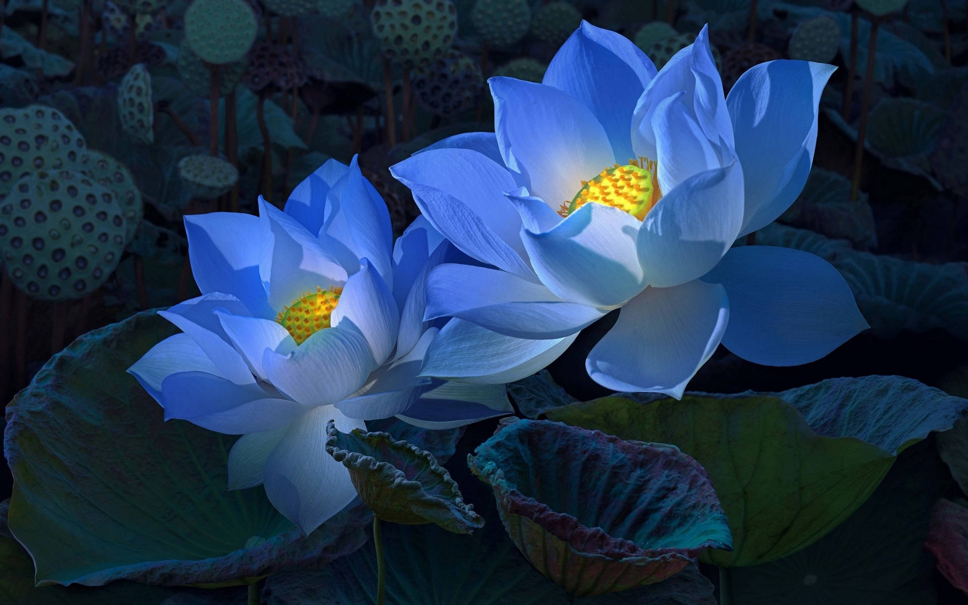 Sacred Lotus In Blue Background