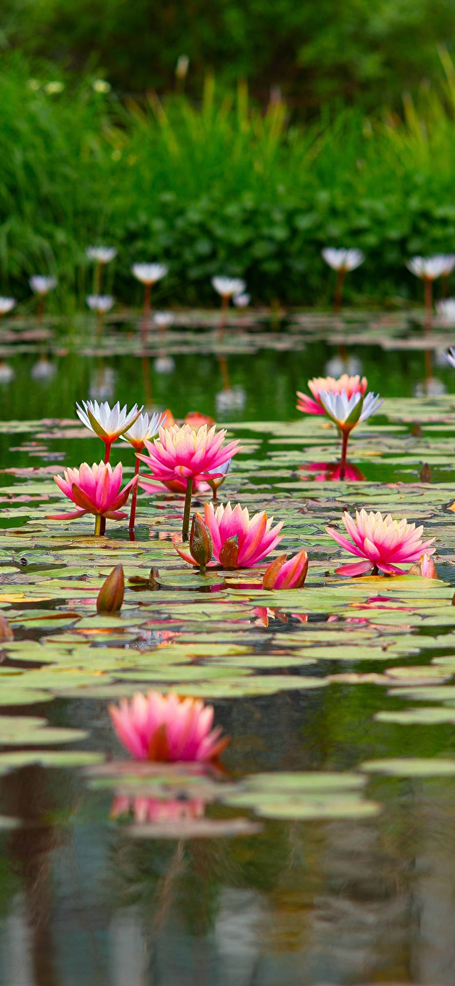 Sacred Lotus Pond Aesthetic Background