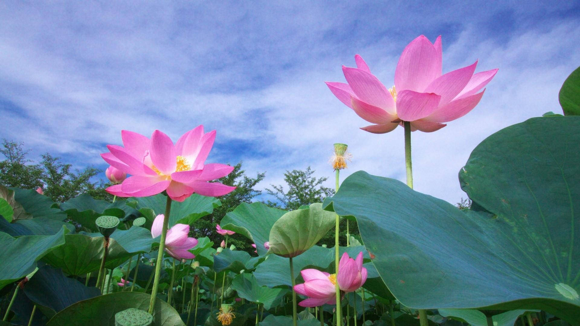 Sacred Lotus Reaching For The Sky