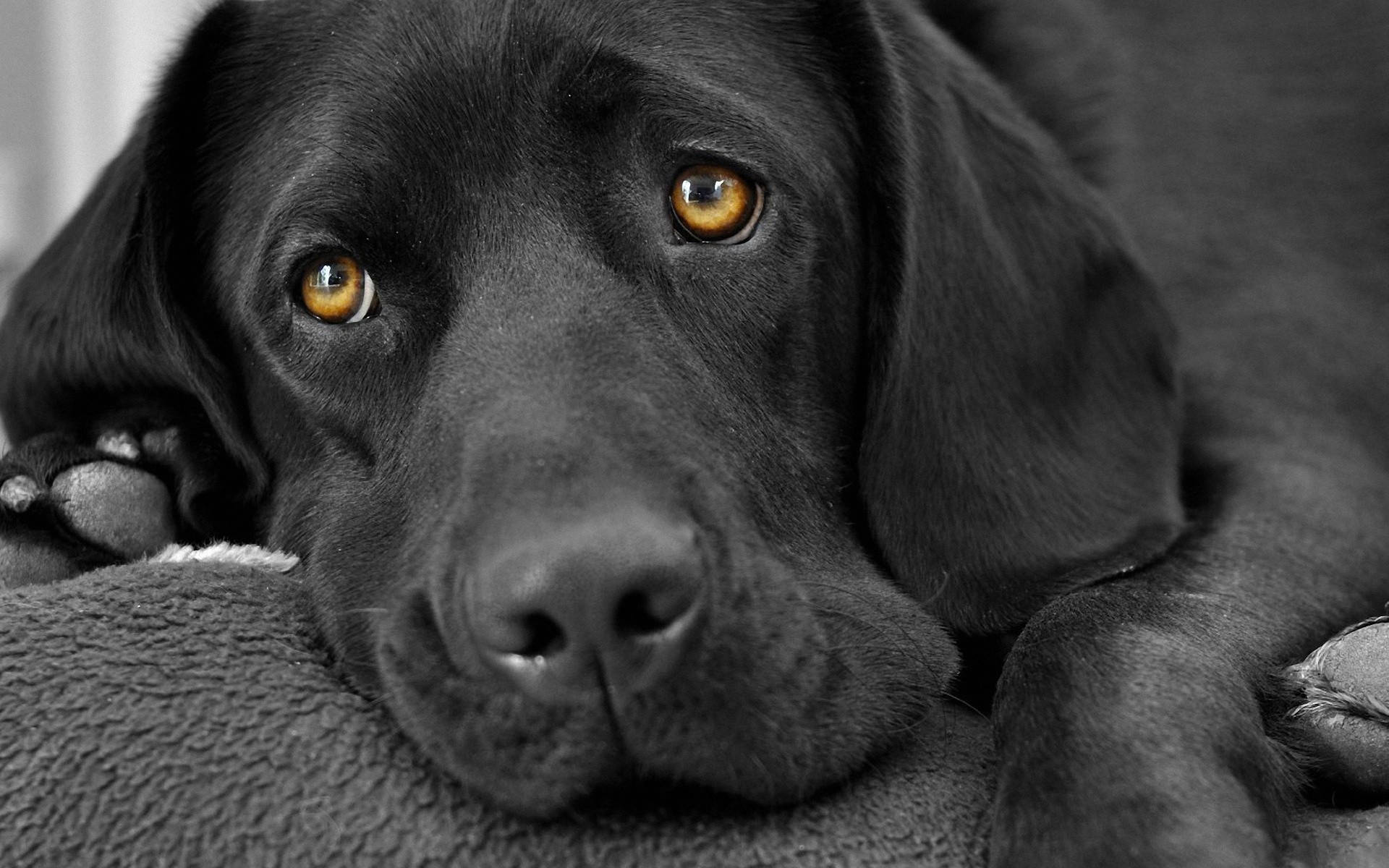 Sad Aesthetic Black Labrador Dog Background