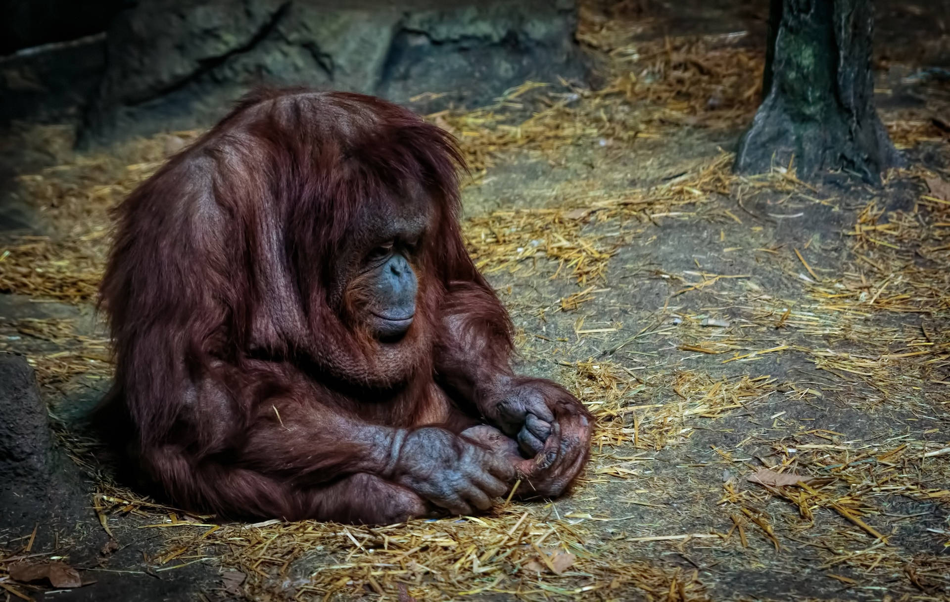 Sad Aesthetic Monkey At Zoo Background