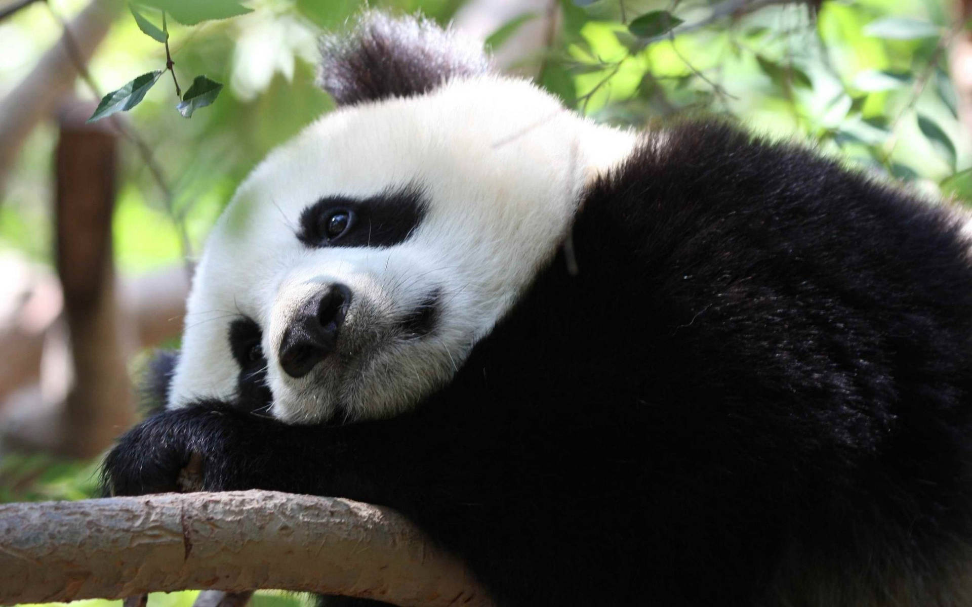 Sad Aesthetic Panda At Tree Branch Background