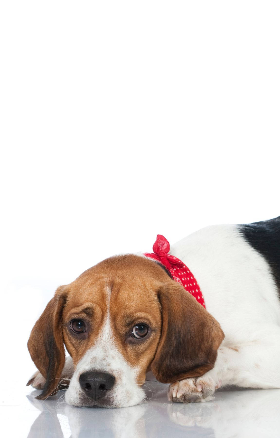 Sad Beagle Dog Background