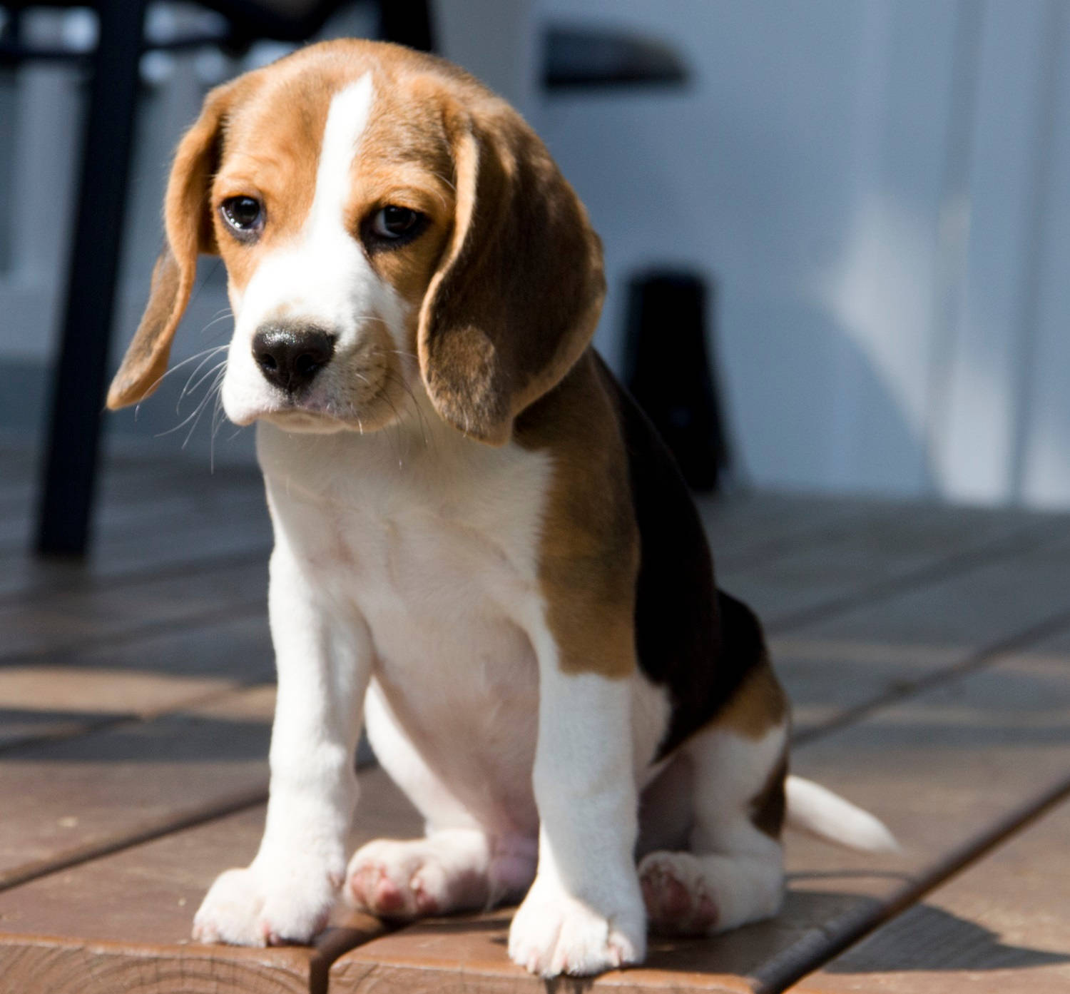 Sad Beagle Dog Puppy Background