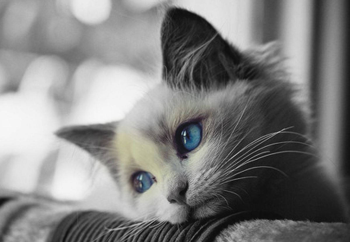 Sad Blue-eyed Cat