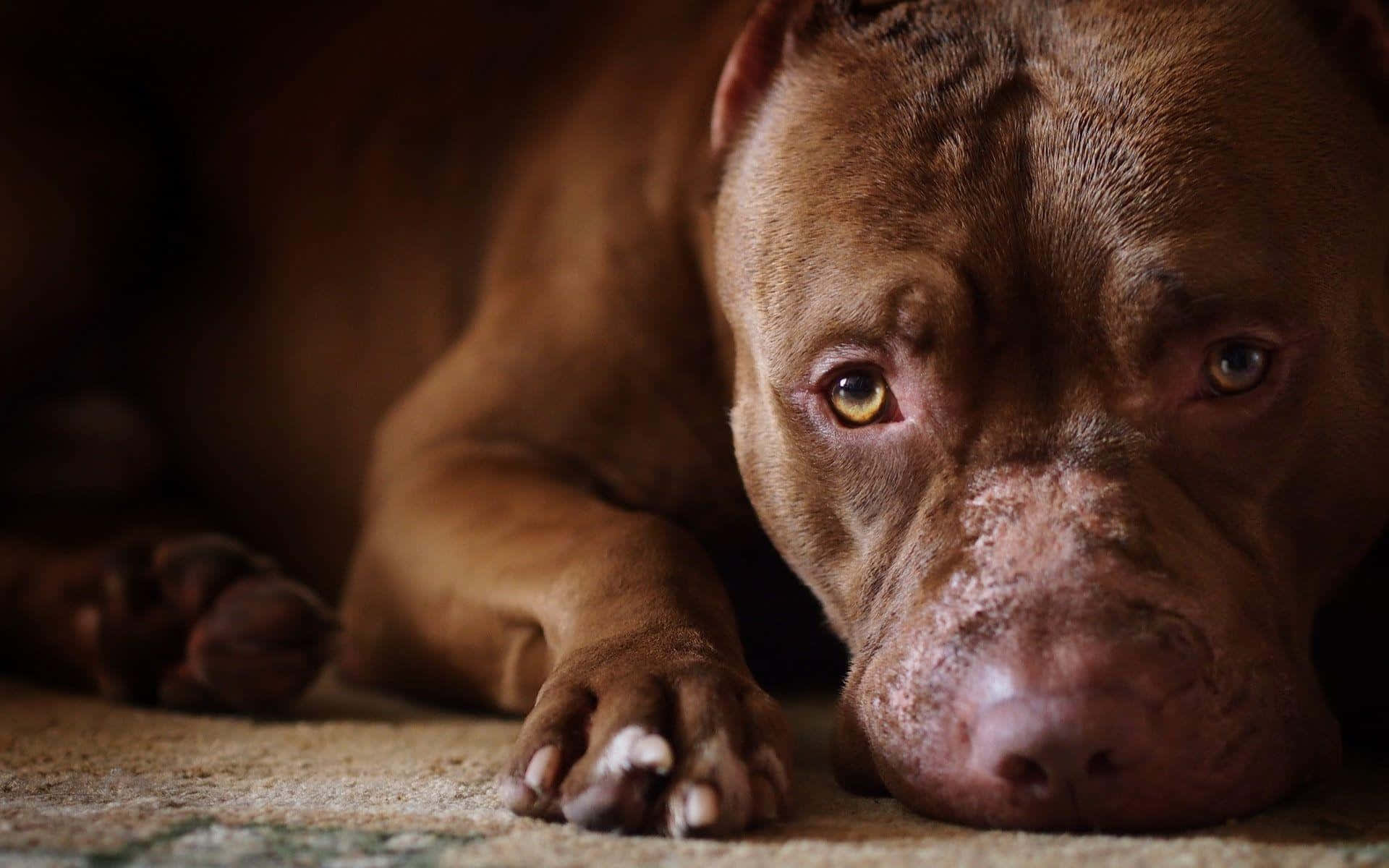 Sad Brown Dog Pitbull