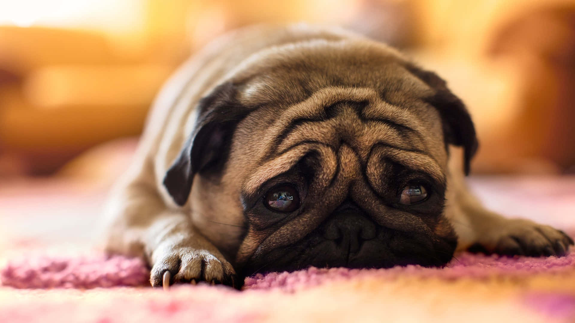 Sad But Lovely Pug Dog Background