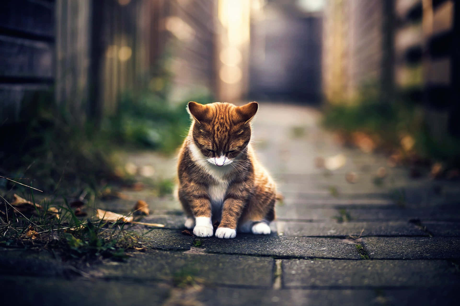 Sad Cat Cute Animal Crossing Background