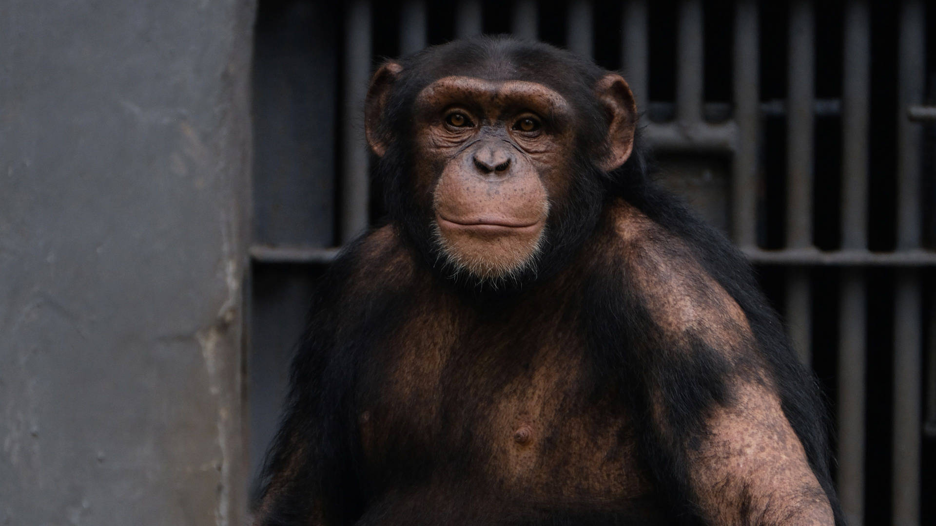 Sad Chimpanzee At Zoo Background