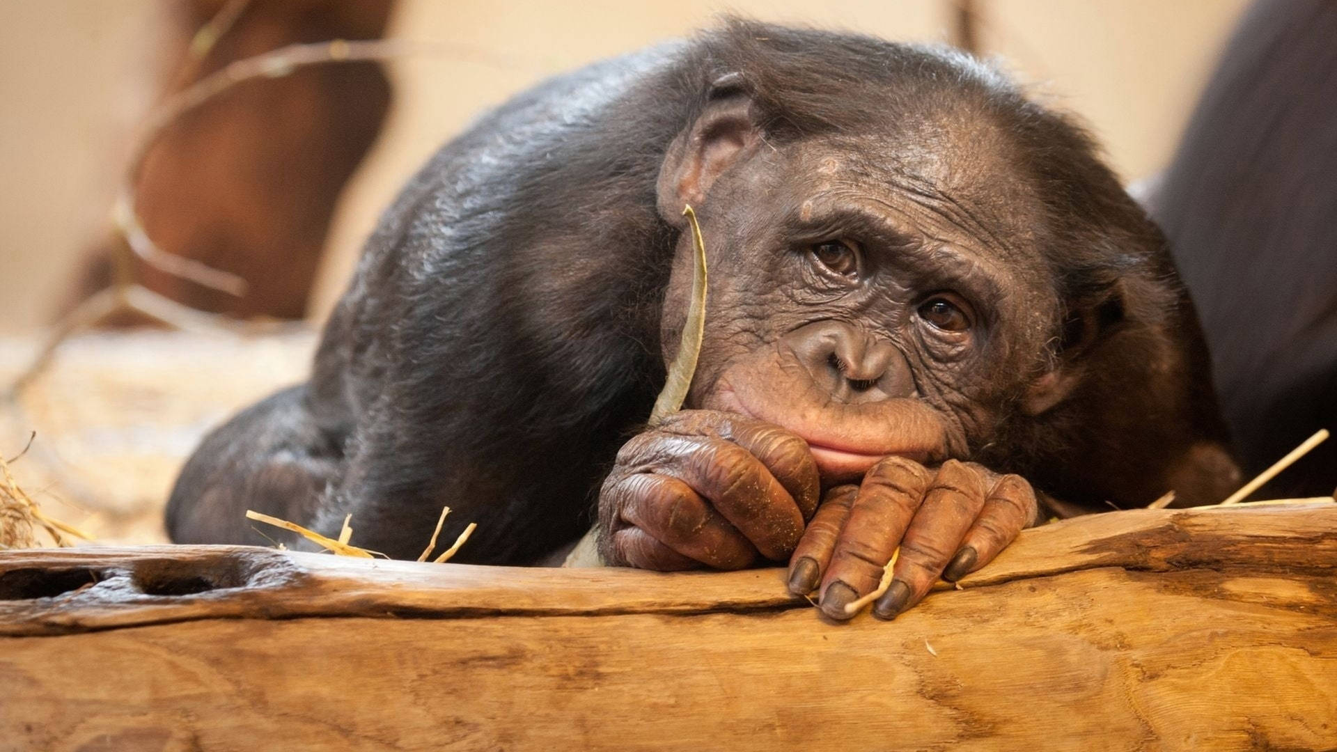 Sad Chimpanzee At Zoo