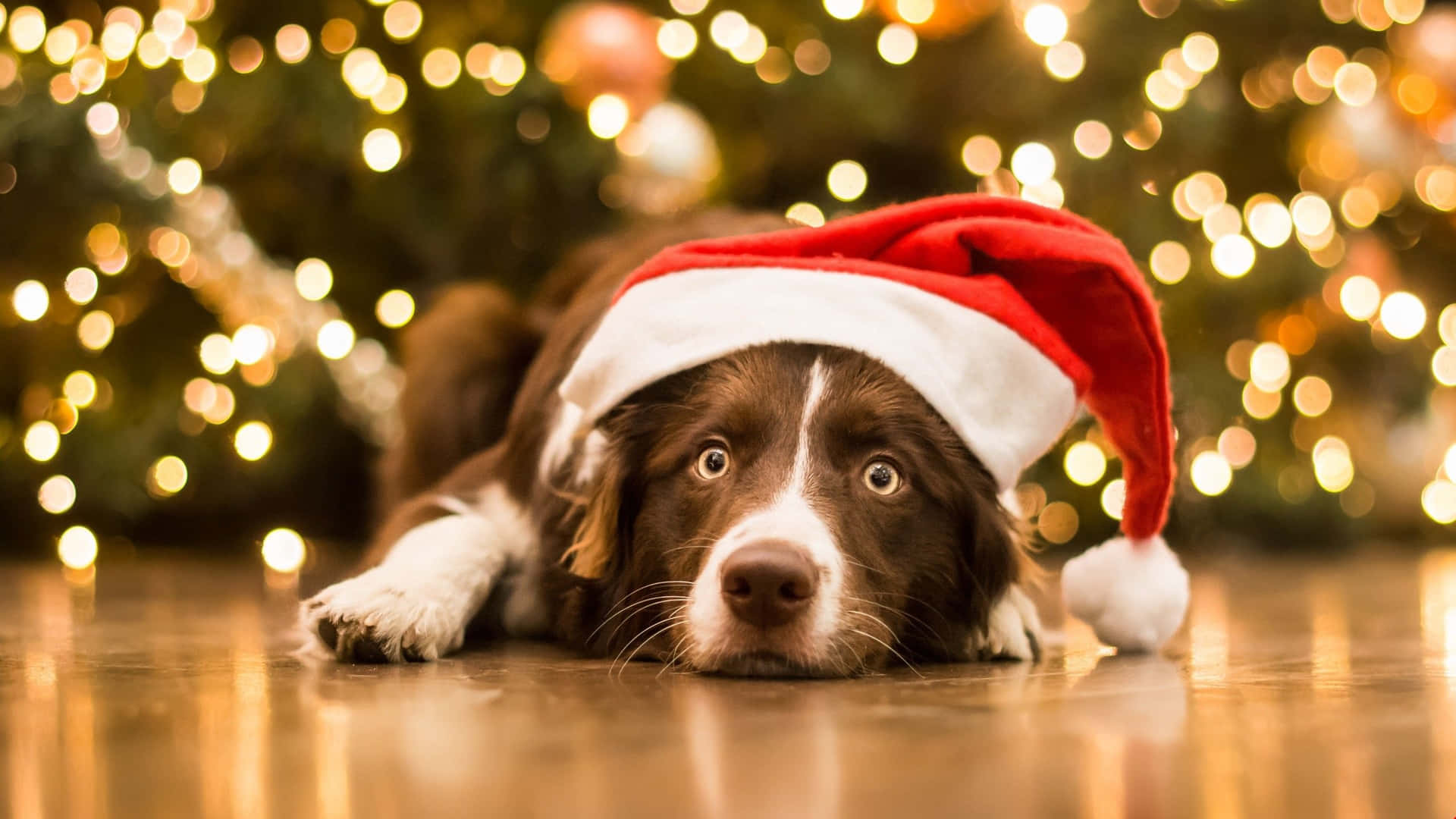 Sad Christmas Dog Near Tree Background