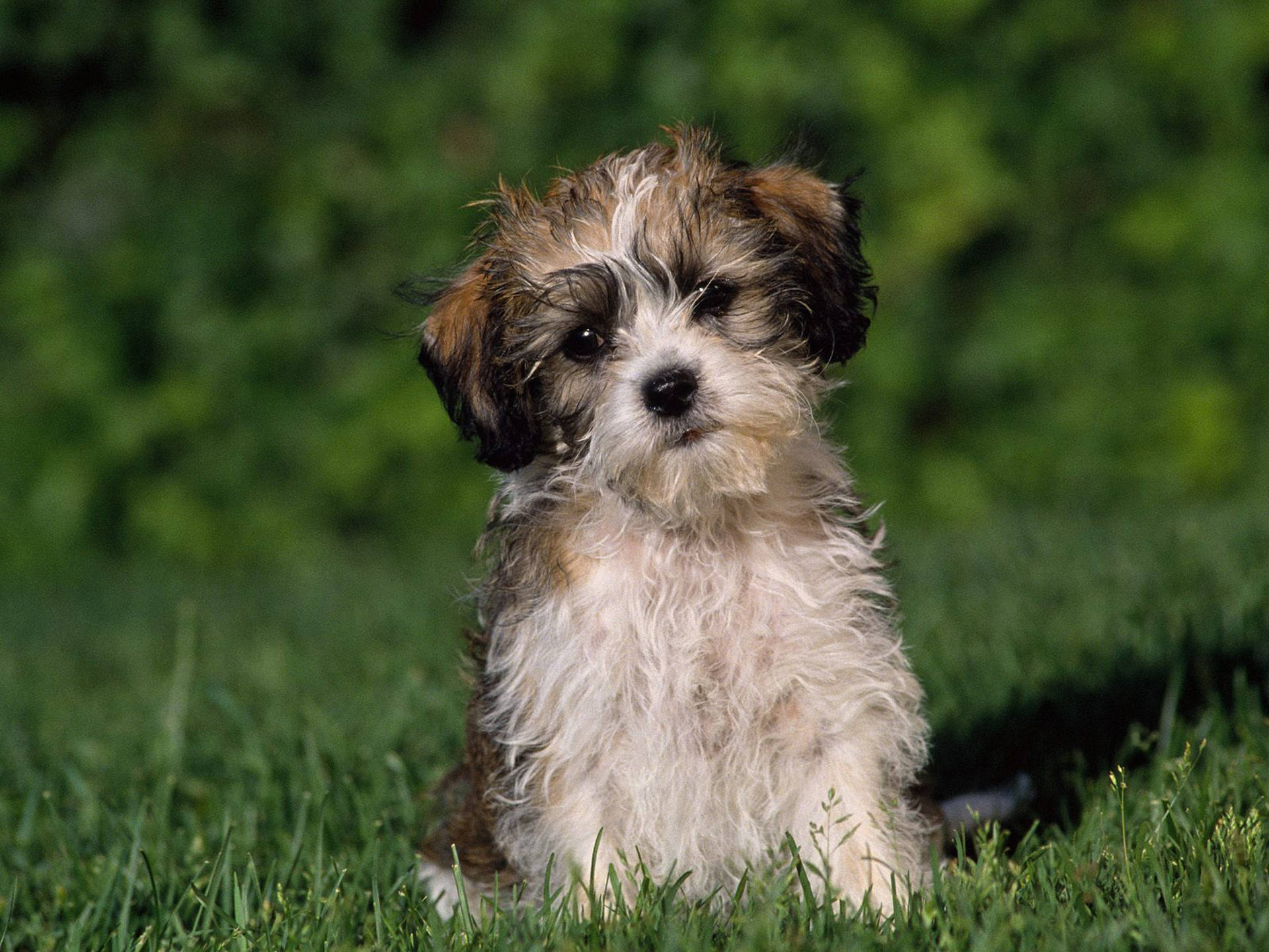 Sad Cute Puppy On Grass Background