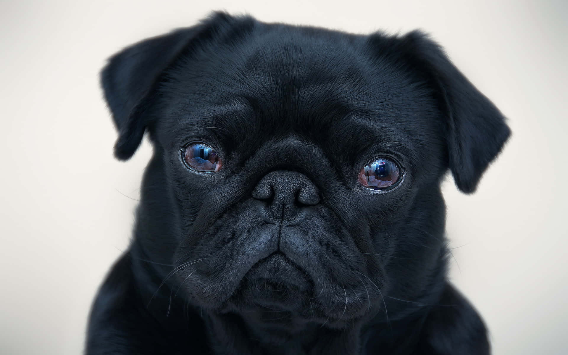 Sad Face Black Pug Dog