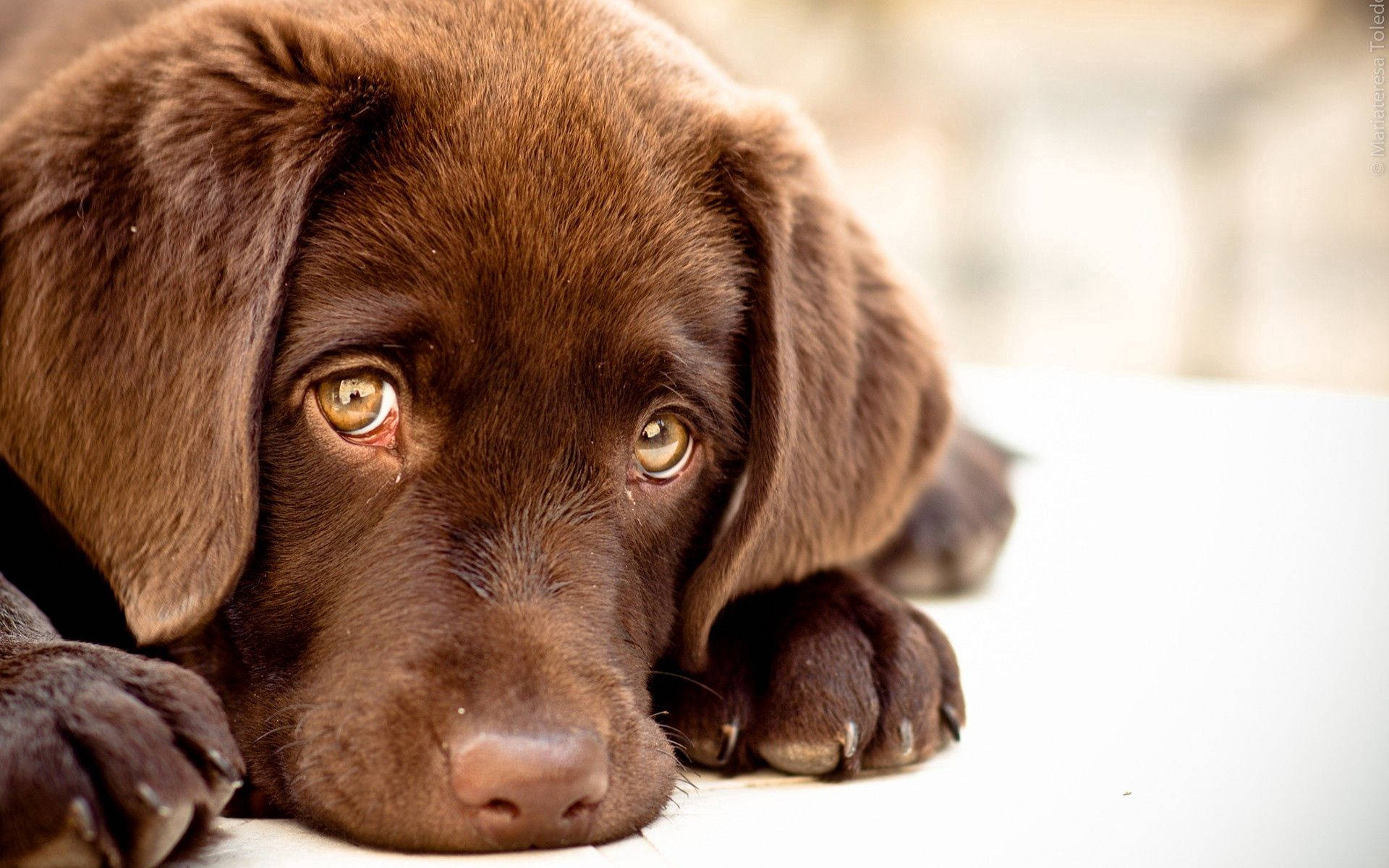Sad Face Brown Puppy Background