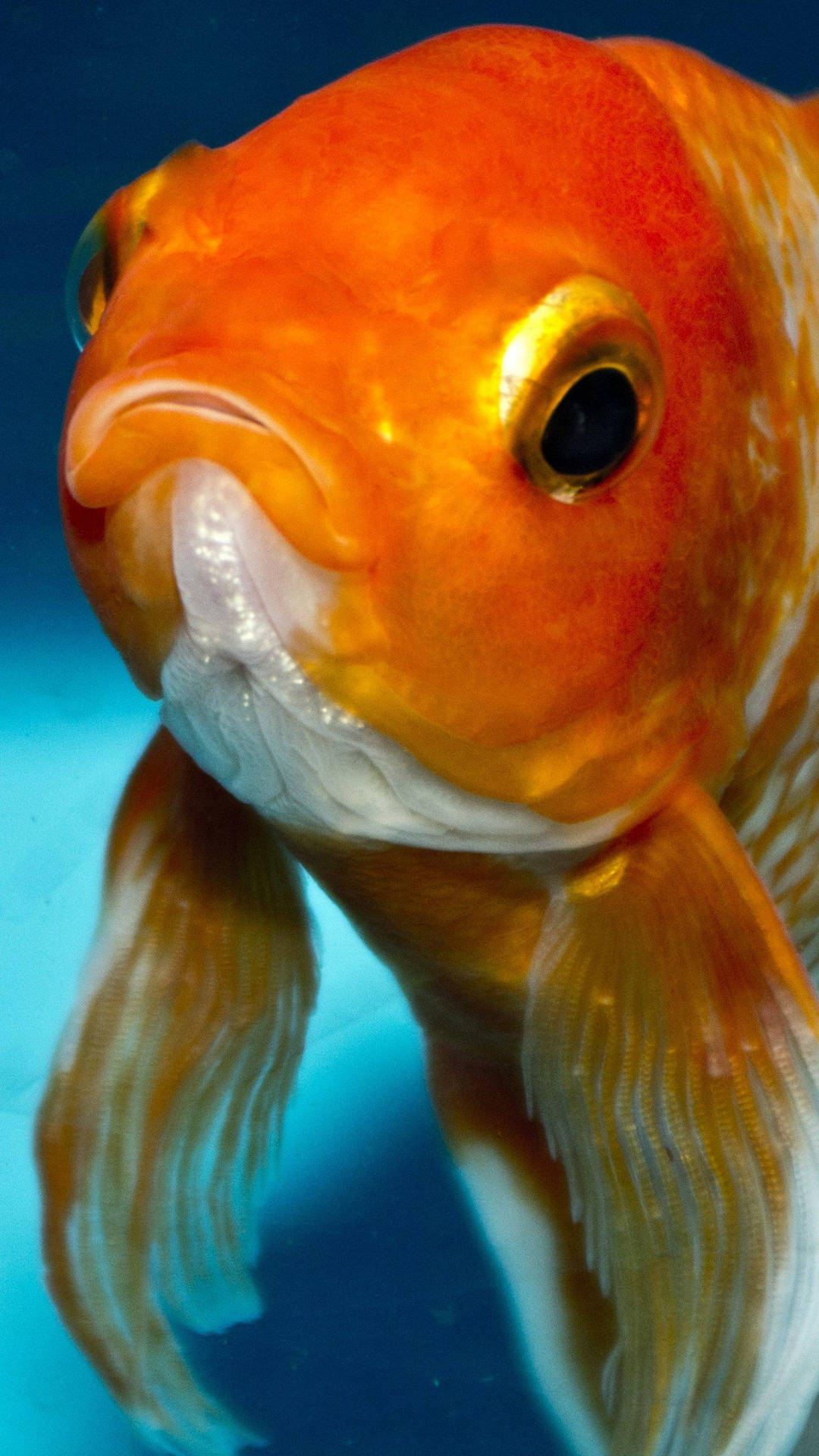 Sad Face Goldfish Background