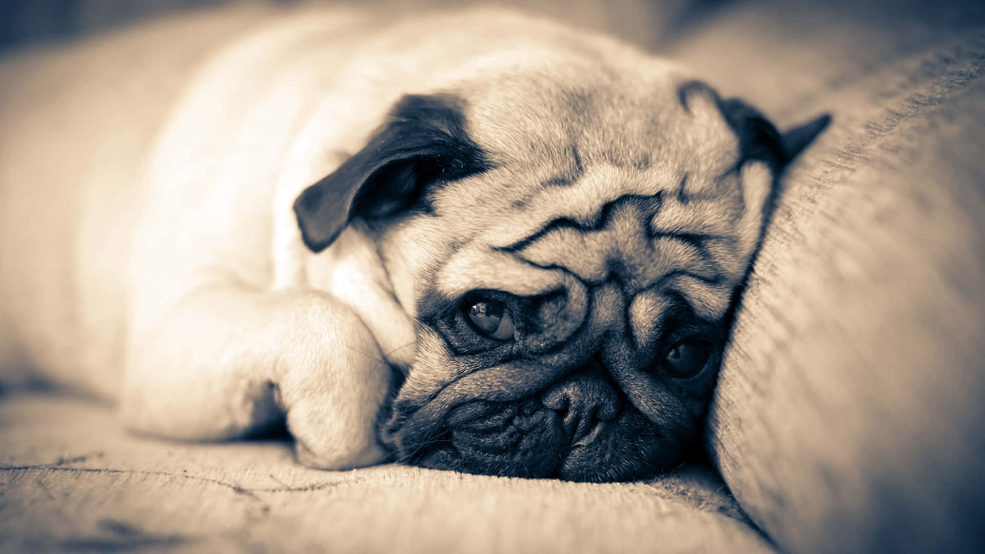 Sad Face Pug Dog Background