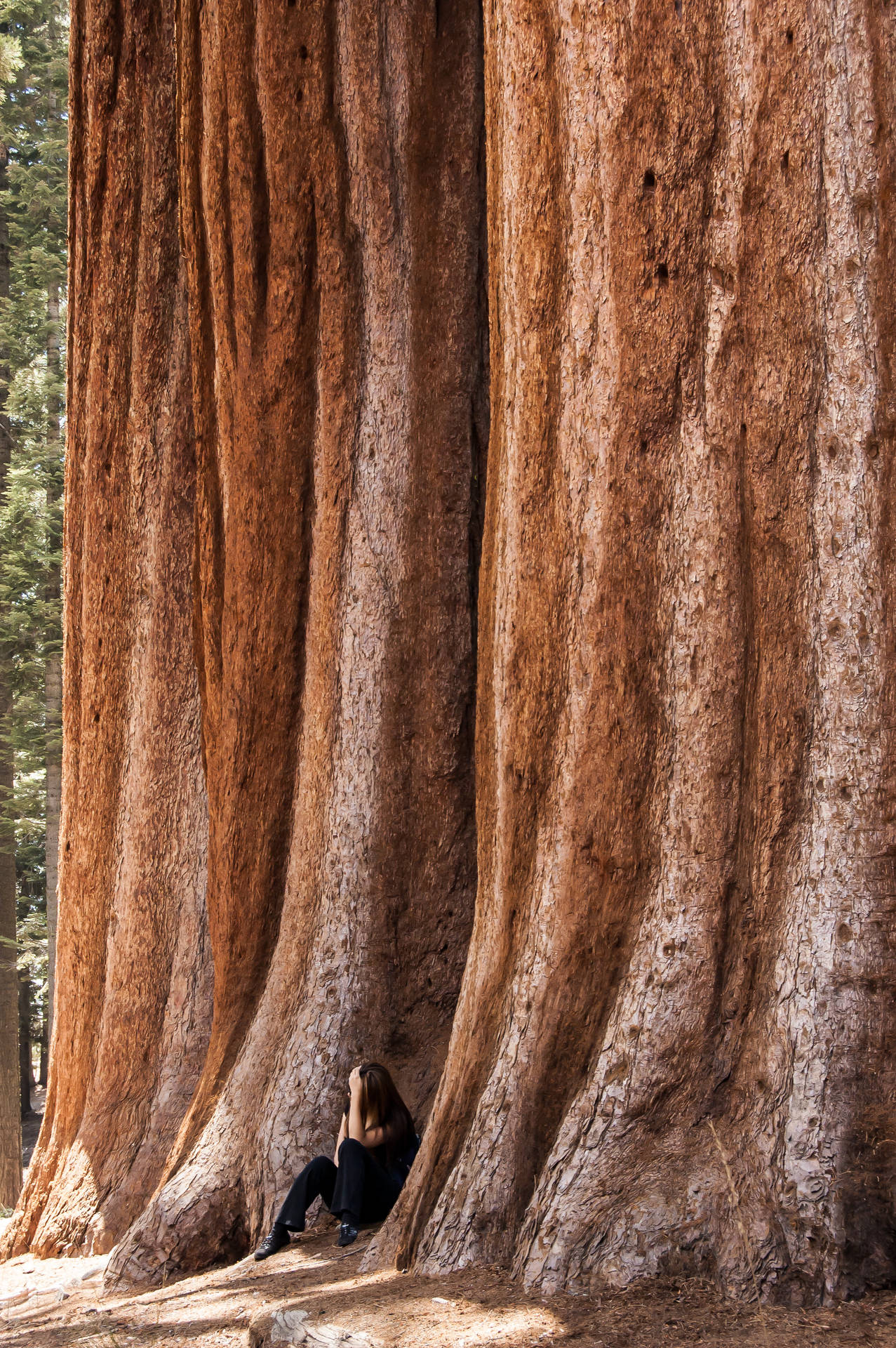 Sad Girl In Sequoia National Park Background