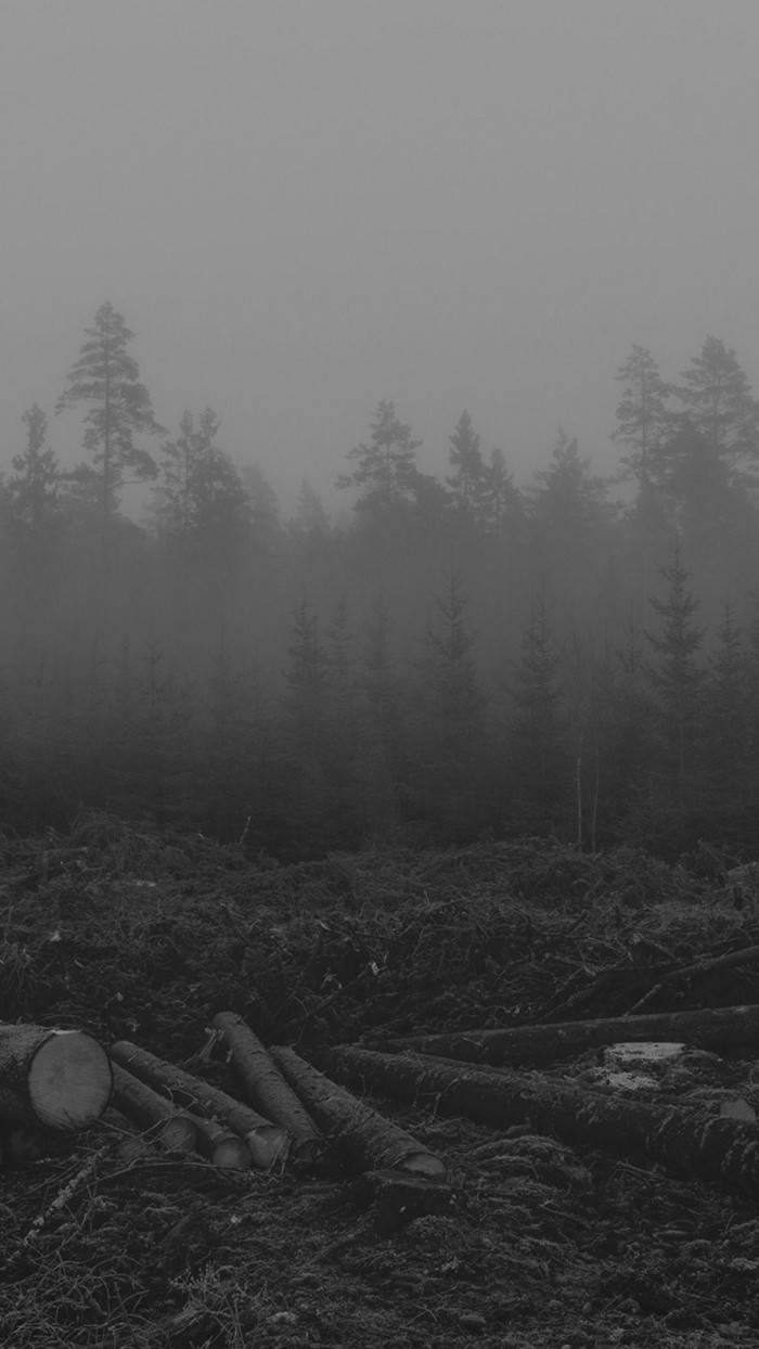Sad & Lonely Forest Iphone Background