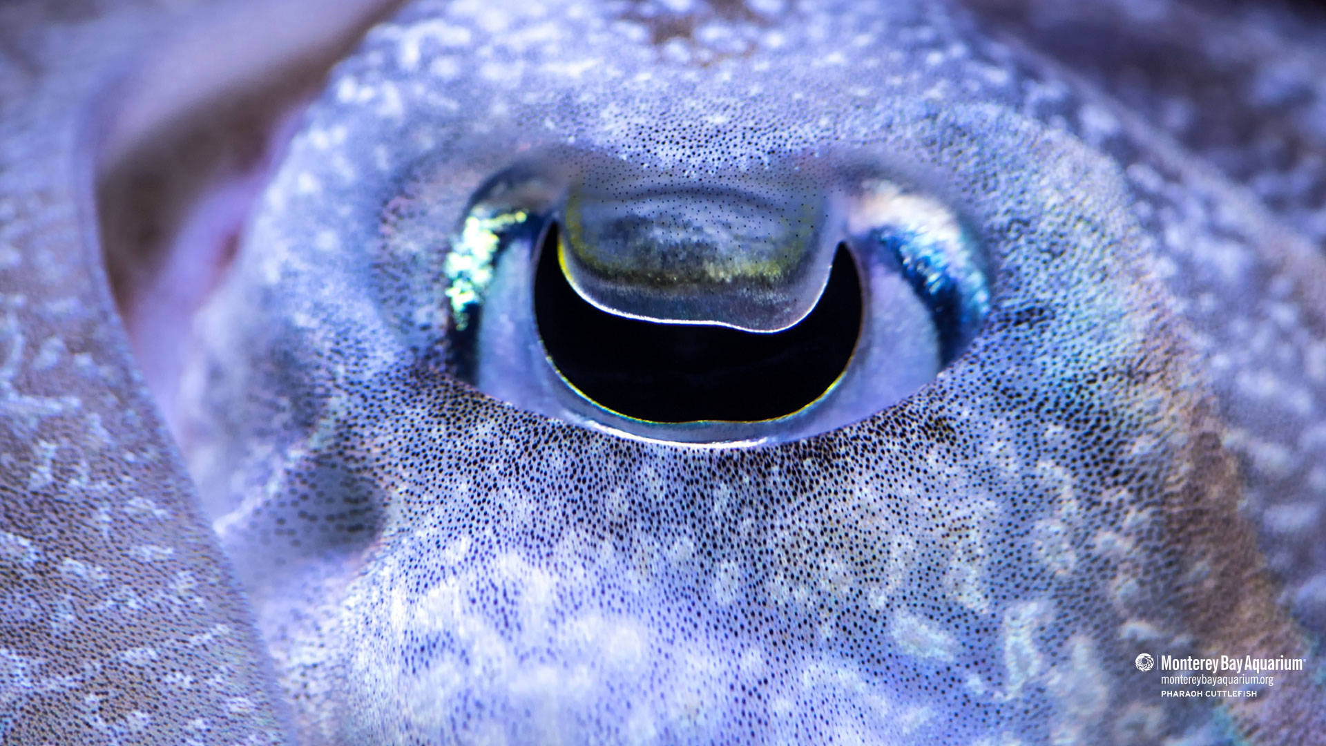 Sad-looking Eye Of A Cuttlefish