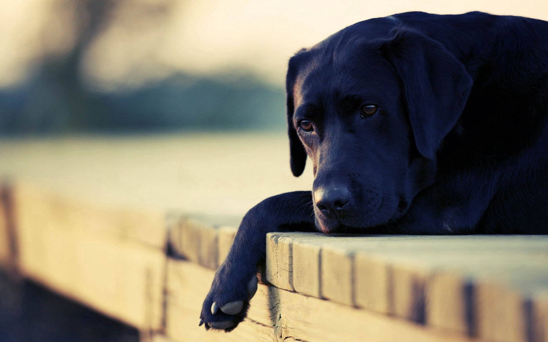 Sad Lying Black Dog Background