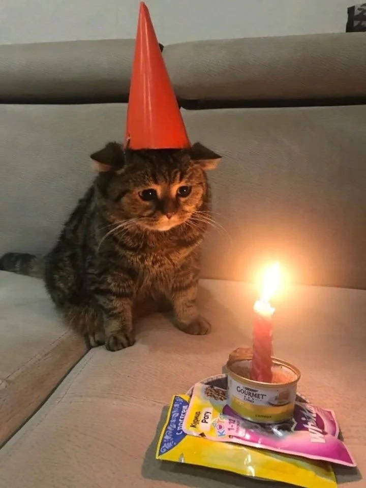 Sad Meme Birthday Cat Background