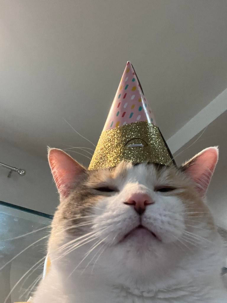 Sad Meme Cat With Hat