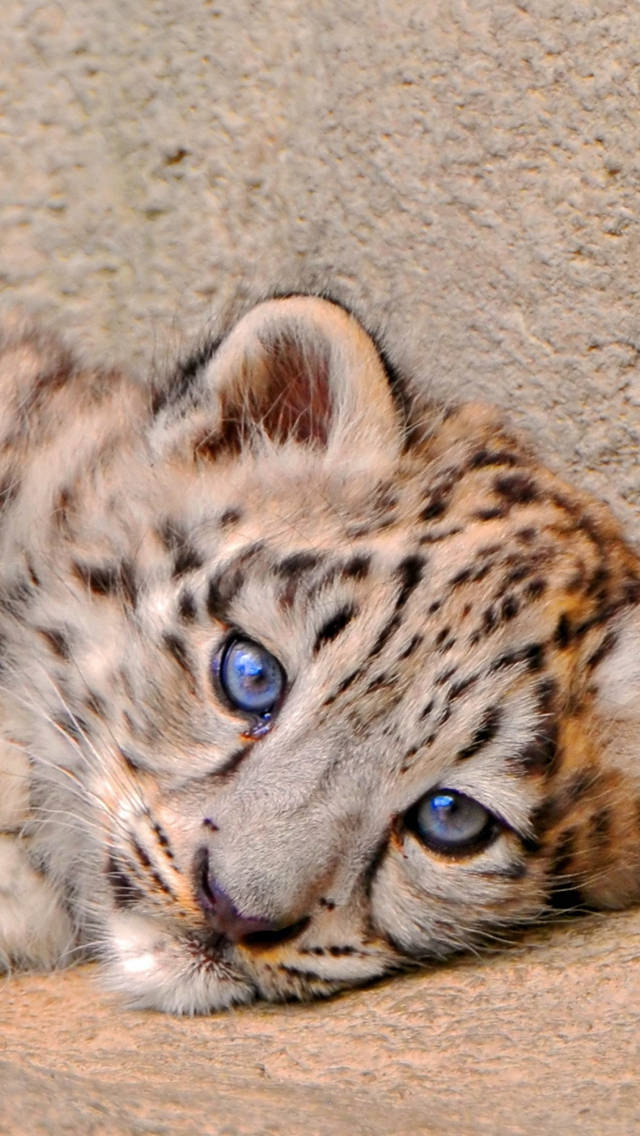 Sad Snow Leopard Iphone Background